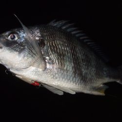 シーバスはダメでも