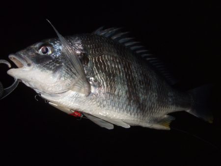 シーバスはダメでも