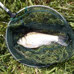 紀ノ川でヘラブナ1枚。はたき中です。