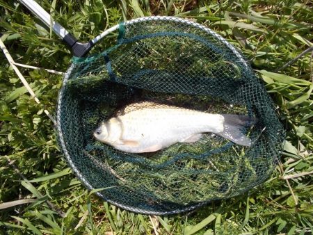 紀ノ川でヘラブナ１枚。はたき中です。