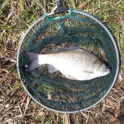 紀ノ川 ヘラブナ釣り