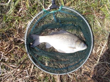 紀ノ川　ヘラブナ釣り