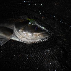 ソリッドティップでないと厳しい…。