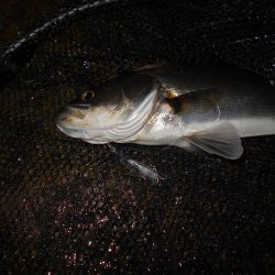 全然乗らん…。