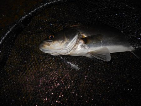 全然乗らん…。