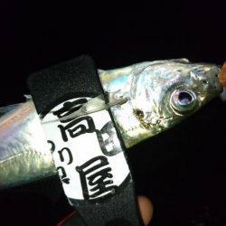 雨が上がったのでアジング！！