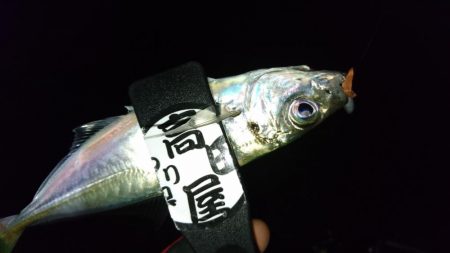 雨が上がったのでアジング！！