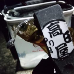 爆風メバリング