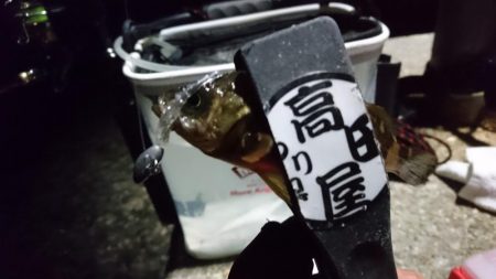 爆風メバリング