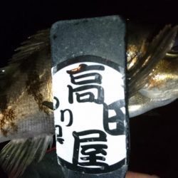 今夜もジグパラ