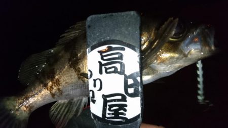 今夜もジグパラ