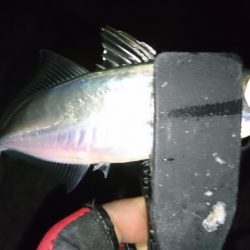 困ったときの熟成活アジ！！