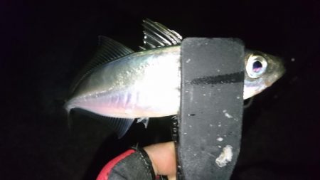 困ったときの熟成活アジ！！