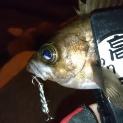 ジグパラメバリング！！