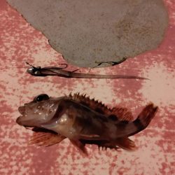 蒲刈方面アジング