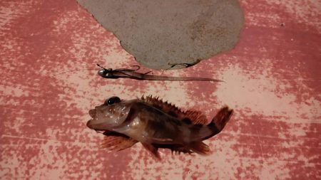 蒲刈方面アジング