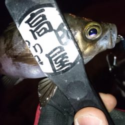 今夜もメタルメバリング！！