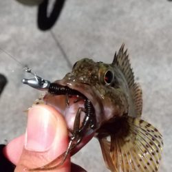 ワレカラワーム