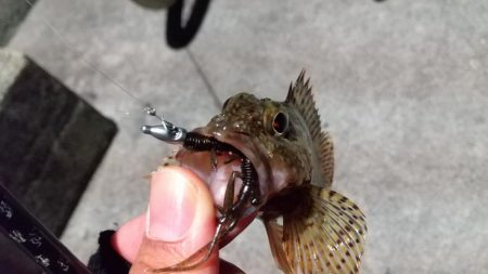 ワレカラワーム