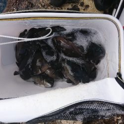 勝浦山成でグレ釣り