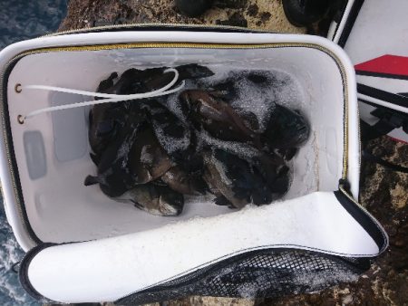 勝浦山成でグレ釣り