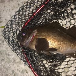 大阪でメバル28cmとアジ釣れた