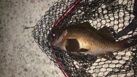 大阪でメバル28cmとアジ釣れた