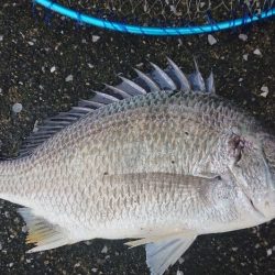 桜咲く春の湾奥キビレ&シーバス調査!