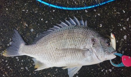 桜咲く春の湾奥キビレ&シーバス調査!