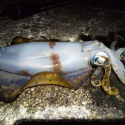 今年初めてのエギングに行ってきました