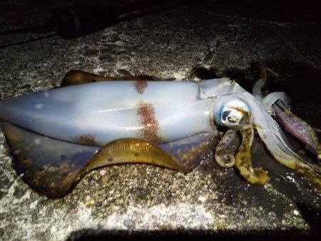 今年初めてのエギングに行ってきました