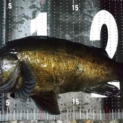 自作フロートでメバリング