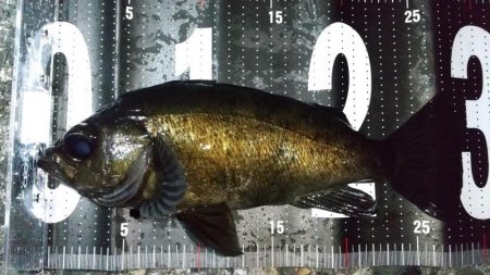 自作フロートでメバリング