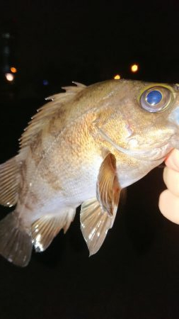 南港メバリング