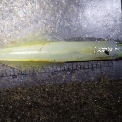 ヤリイカリベンジ