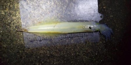 ヤリイカリベンジ