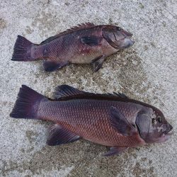 またまた、カンダイが釣れました