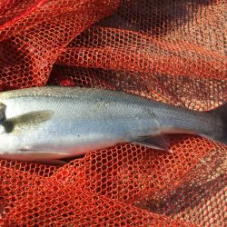 【苅田港】春のシーバス調査