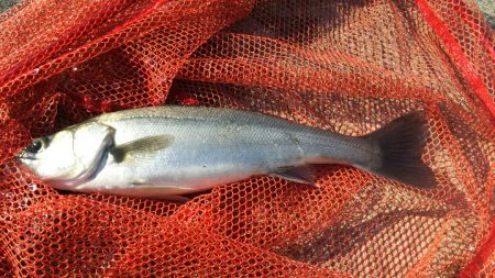 【苅田港】春のシーバス調査