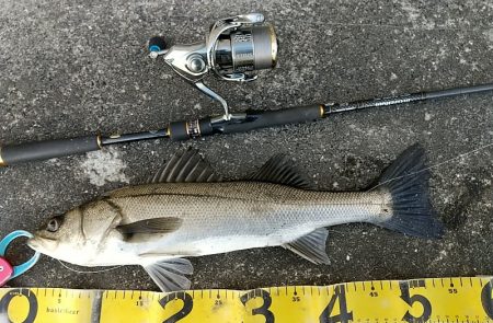 夕練仕事終わりのデイゲームシーバス調査♪