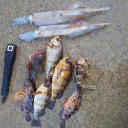 渋い中 ガルプと邪道エギで