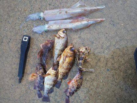 渋い中 ガルプと邪道エギで