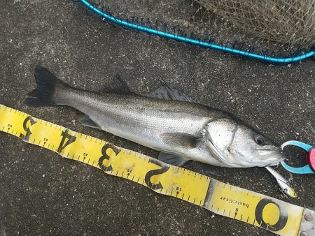 デイゲームシーバスの切り札スパロー間違いな…