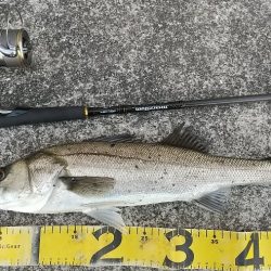 雨前の夕練湾奥シーバスハンティング！