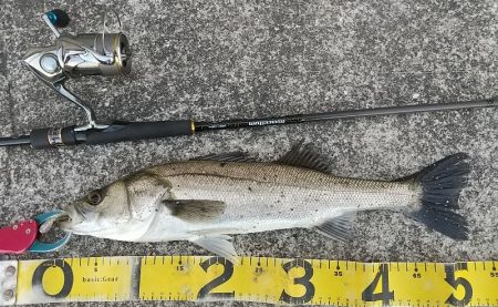 雨前の夕練湾奥シーバスハンティング！