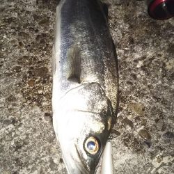 ぶらシーバス！！