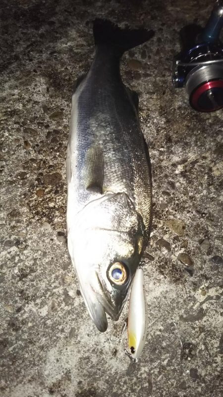 ぶらシーバス！！