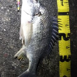 ぶら河川調査!!