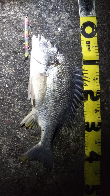 ぶら河川調査！！