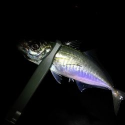 アジ釣り ガシラ釣り